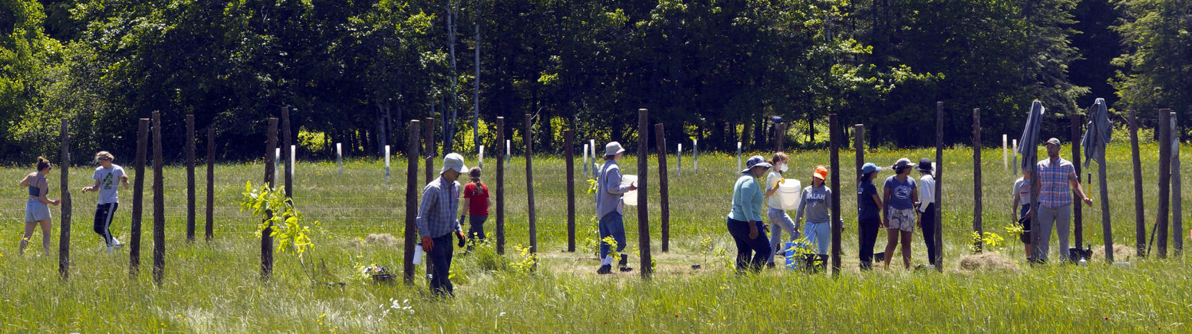 Volunteers plant copse