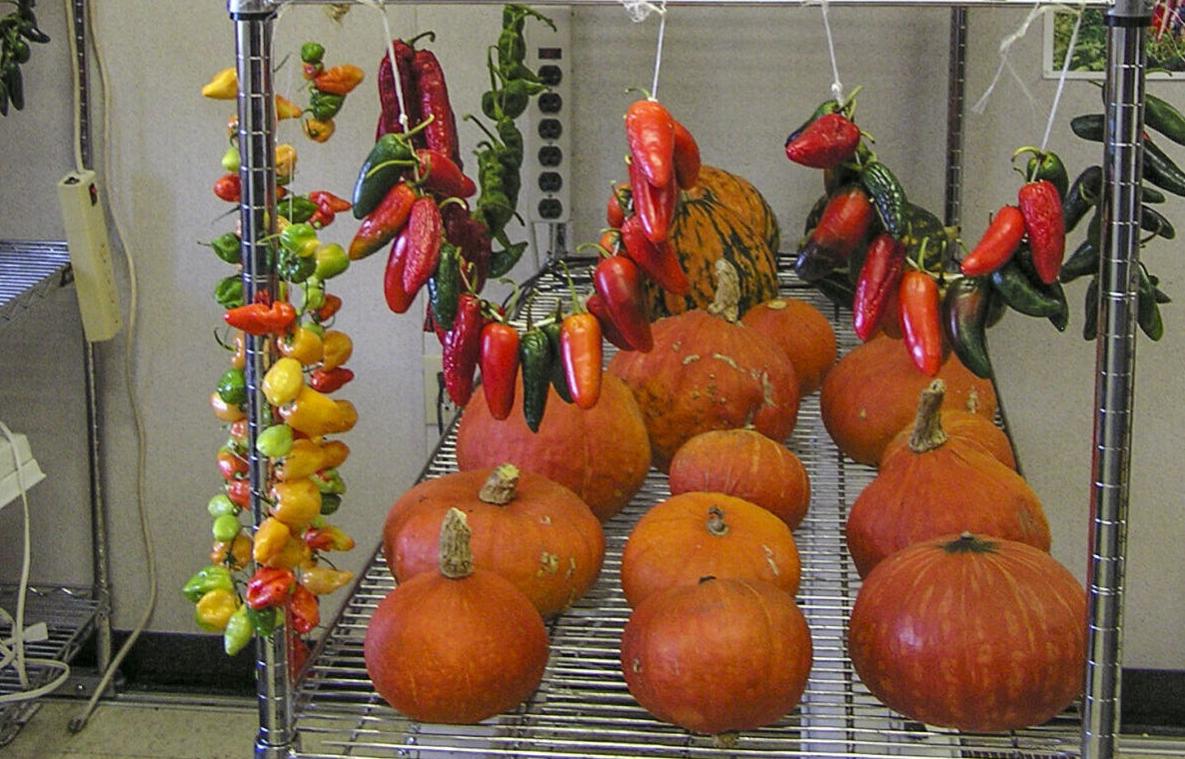 Squash, peppers and corn