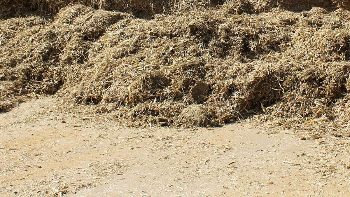 Composting_ground-corn-stalks