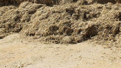 Composting_ground-corn-stalks