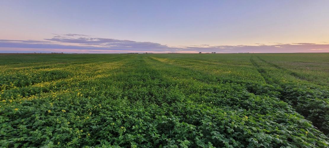 Bock's cover crop filling in