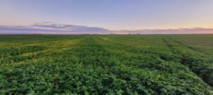 Bock's cover crop filling in