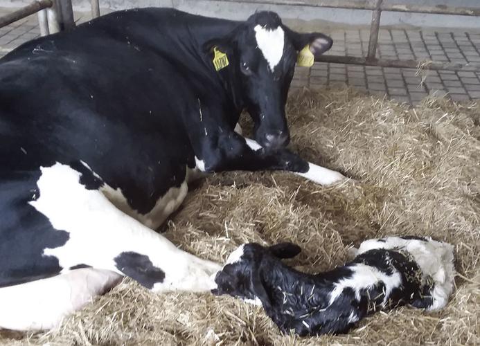 Holstein calf is born to cow