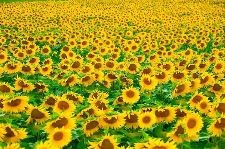 Field of sunflowers