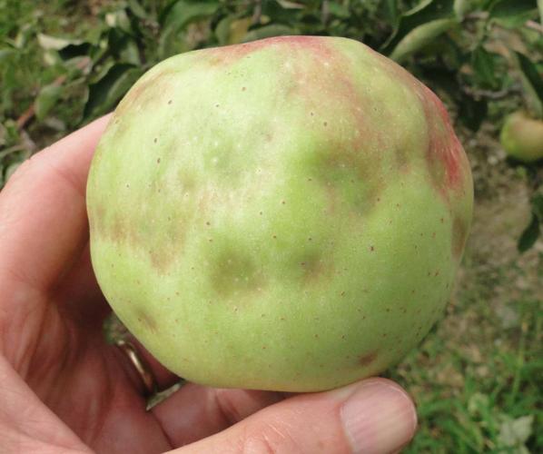 Brown marmorated stink bug damage to apple