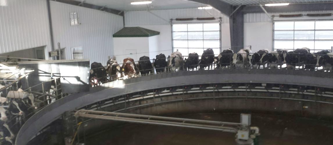 Cows ride in rotary parlor