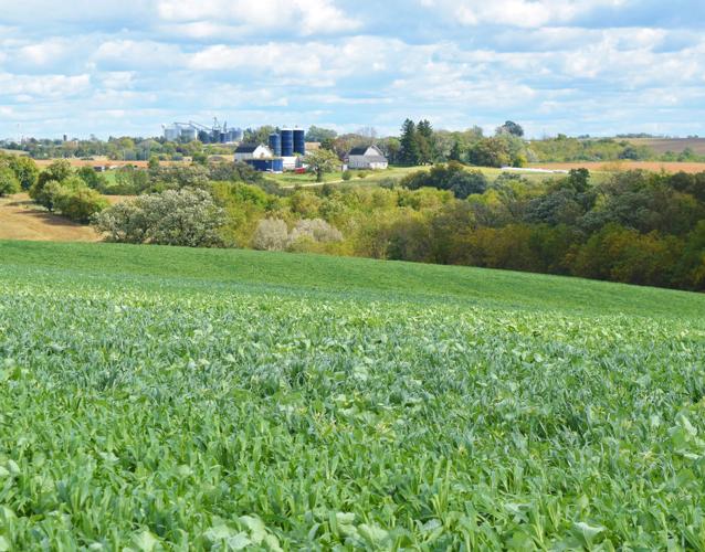 Cover crops planted on hillside in southwestern Wisconsin