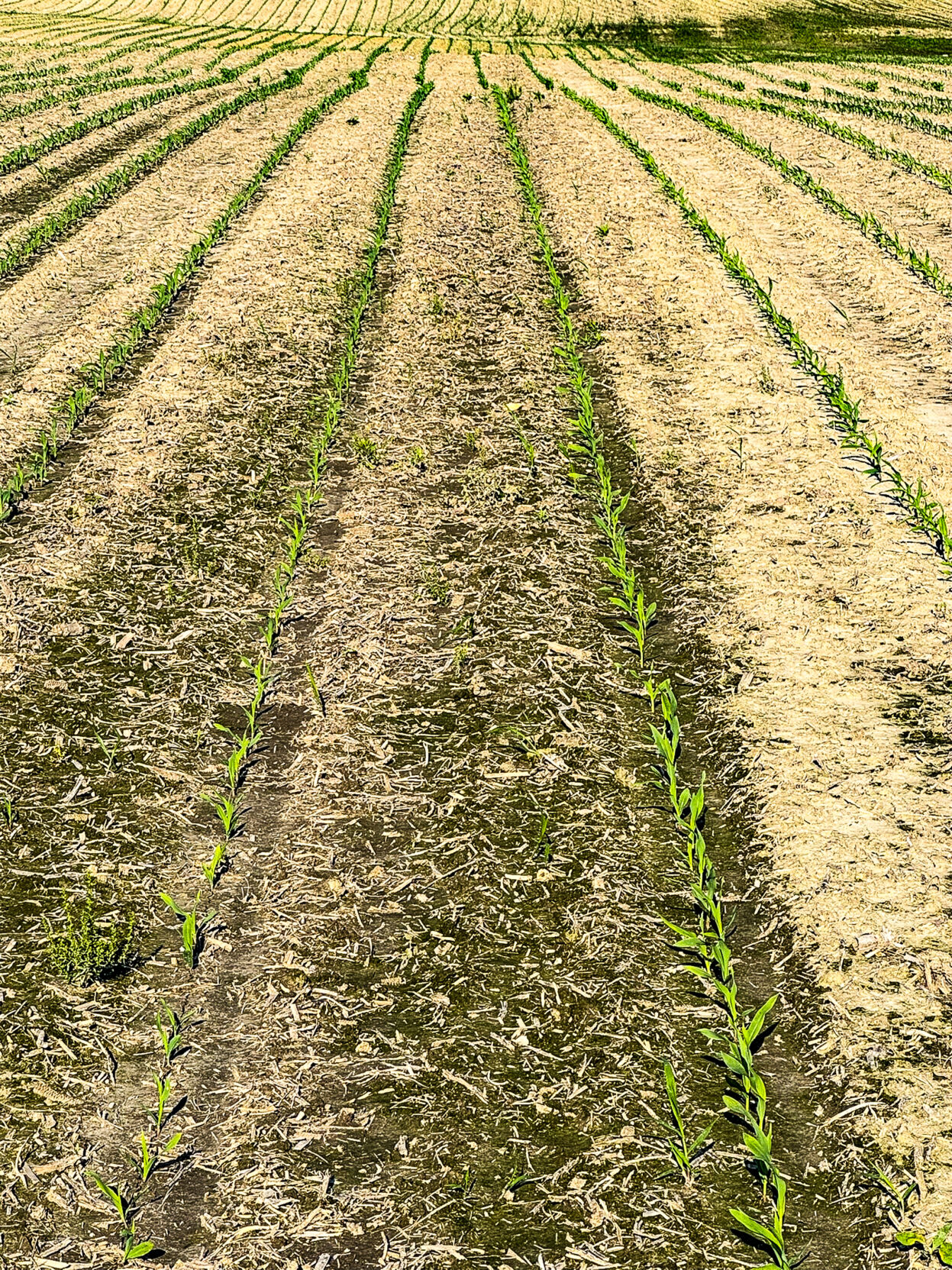 Cornfield