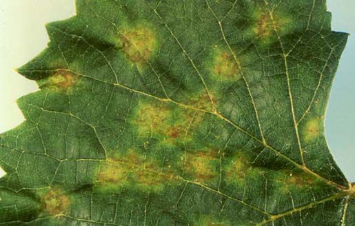Downy mildew on grape leaf