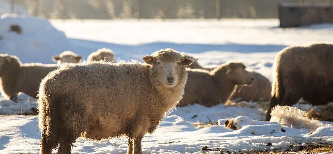 Sheep in snow