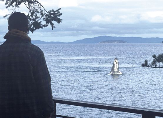 Whale watching