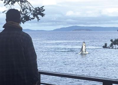 Whale watching