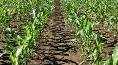 Corn emergence