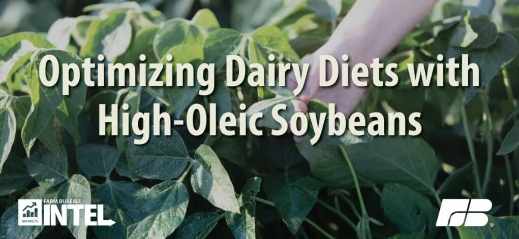 High oleic soybeans