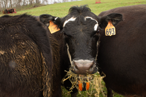 Cow munching on hay