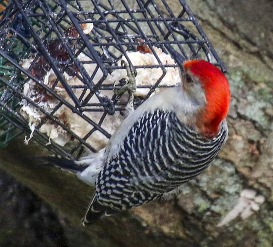 Red-bellied Woodpecker