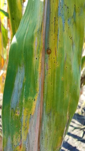 Asian beetle walks on a corn leaf