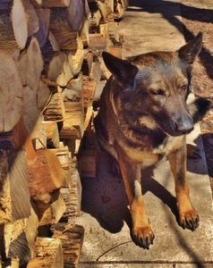 Candid Canine Corner