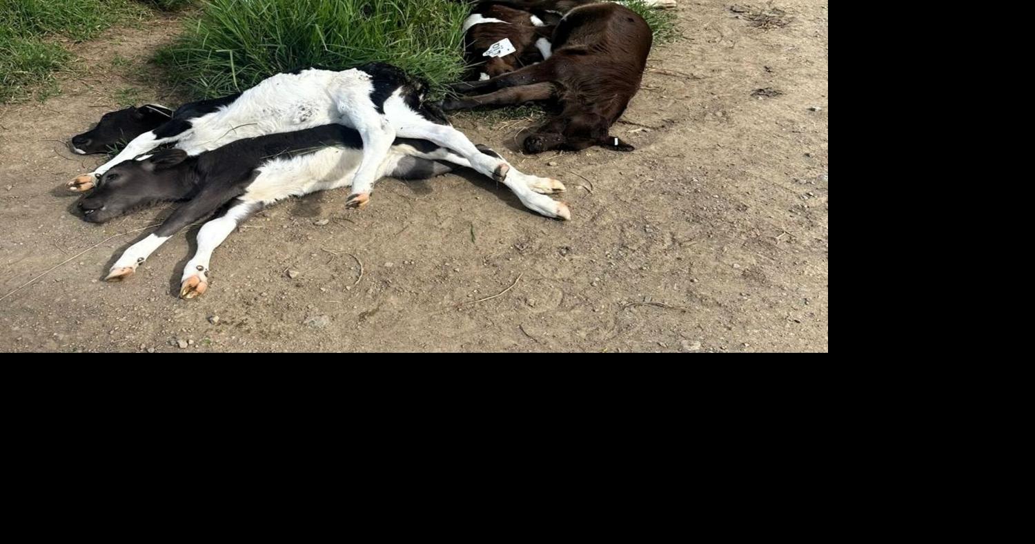Dead calves