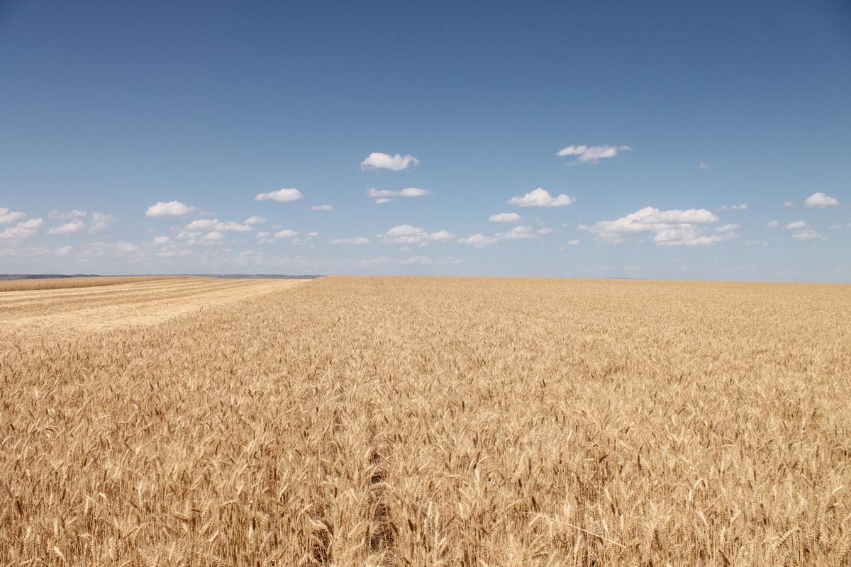 crop