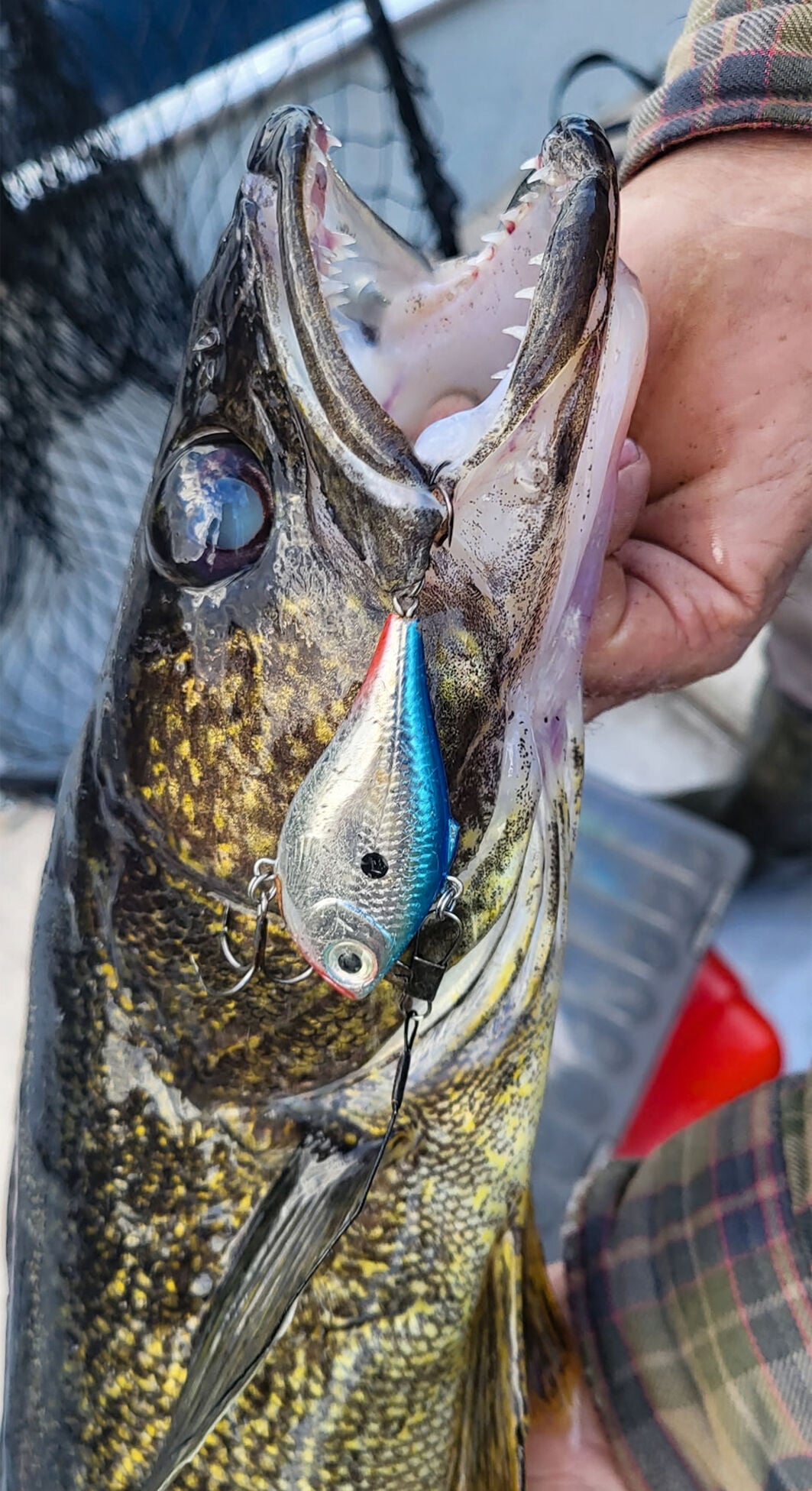 Lure