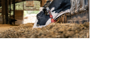Dairy cow eating