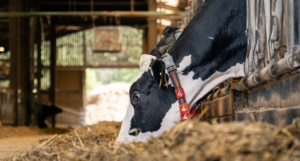 Dairy cow eating