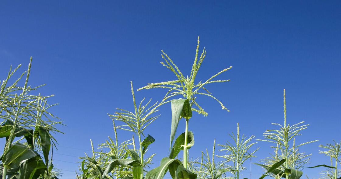 Keep corn from frequenting phosphorus buffet line - Vimarsana News