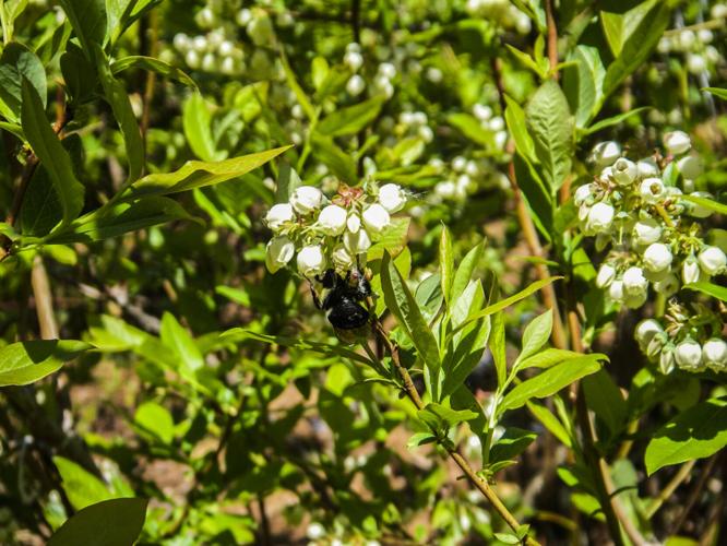 Bee on blueberry