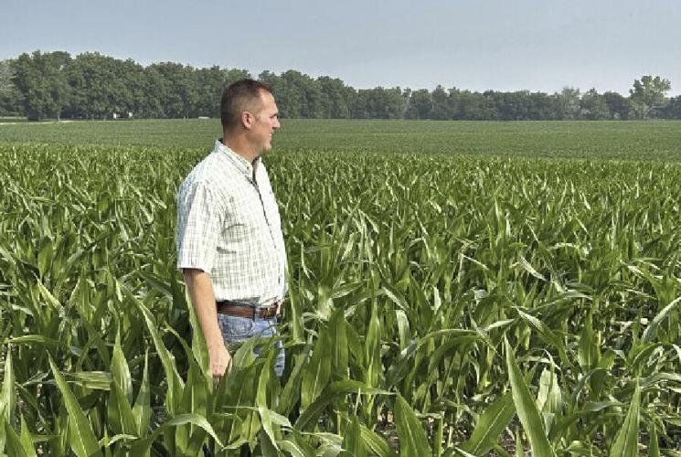 Mike Shane in corn stunted by drought