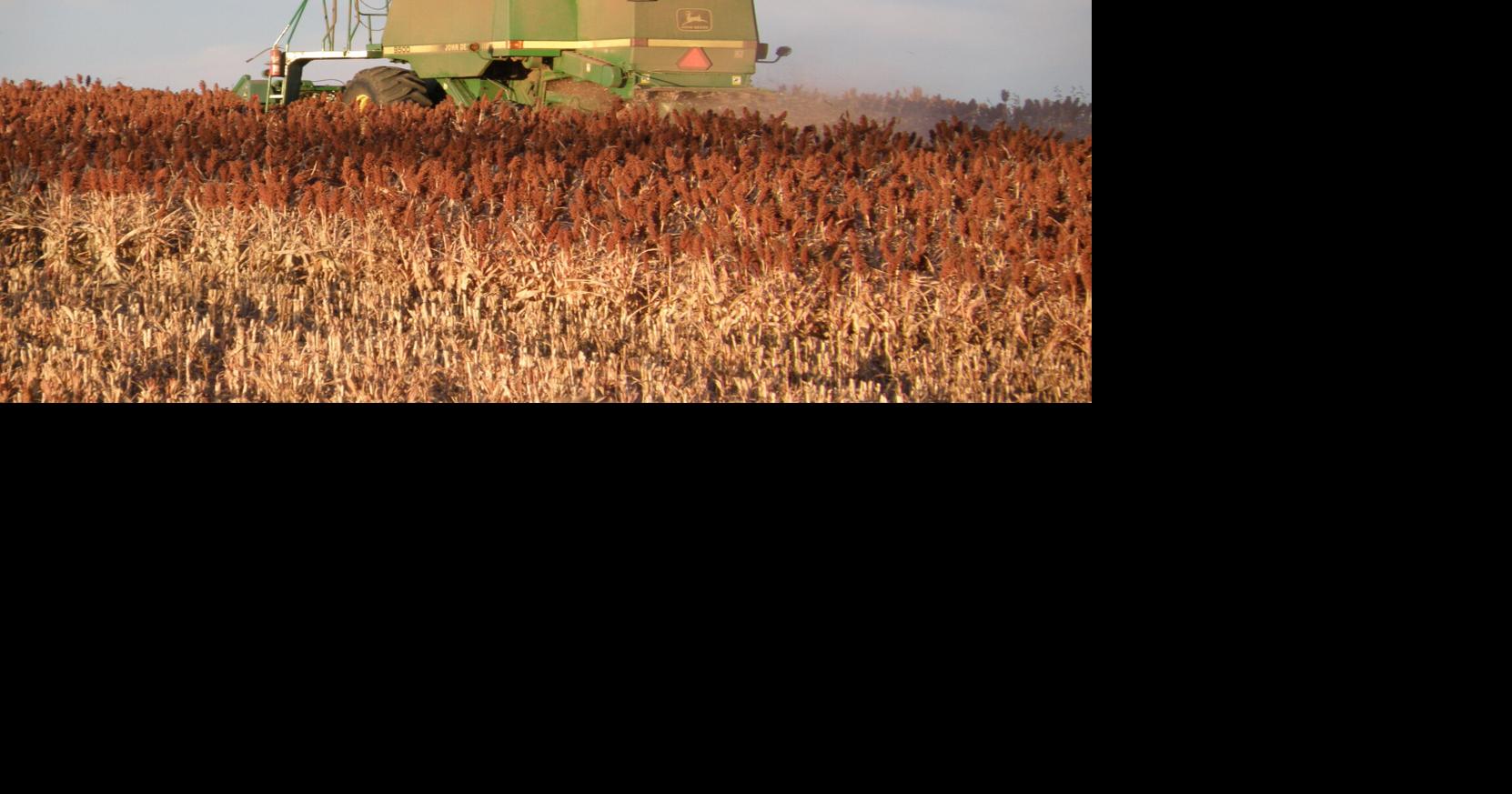 Nebraska Sorghum Field Day moves to Axtell in September