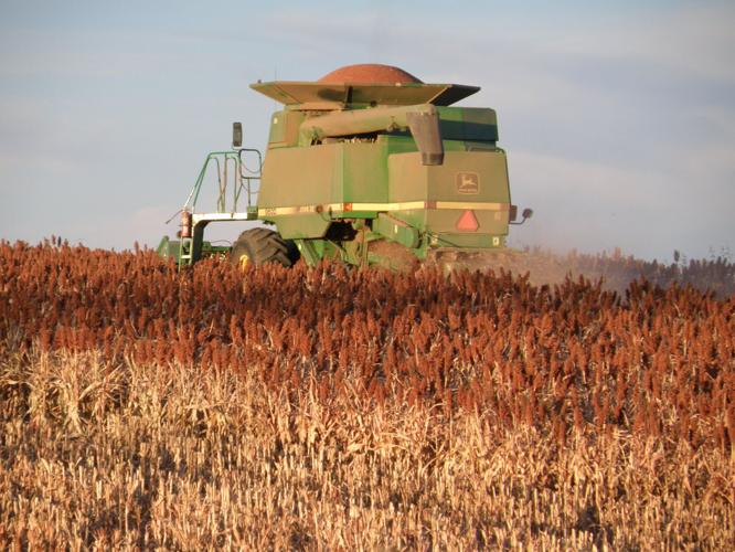 Sorghum in Kansas (3).JPG