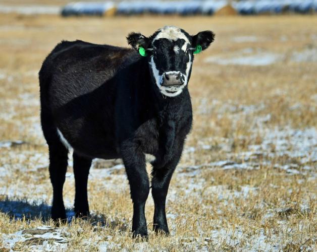 Beef bull stands in field