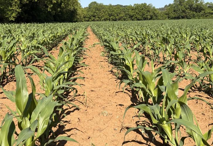 Cornfield