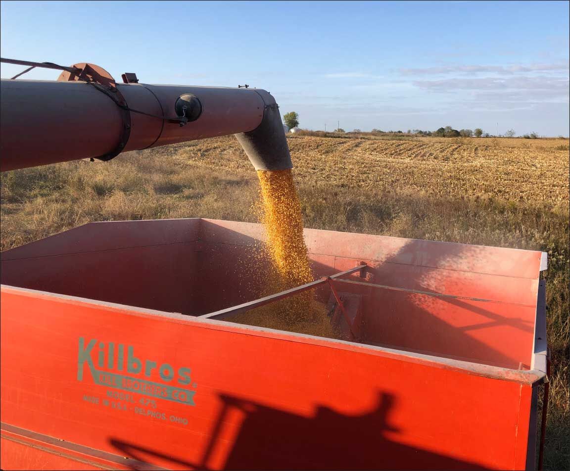 corn into grain wagon
