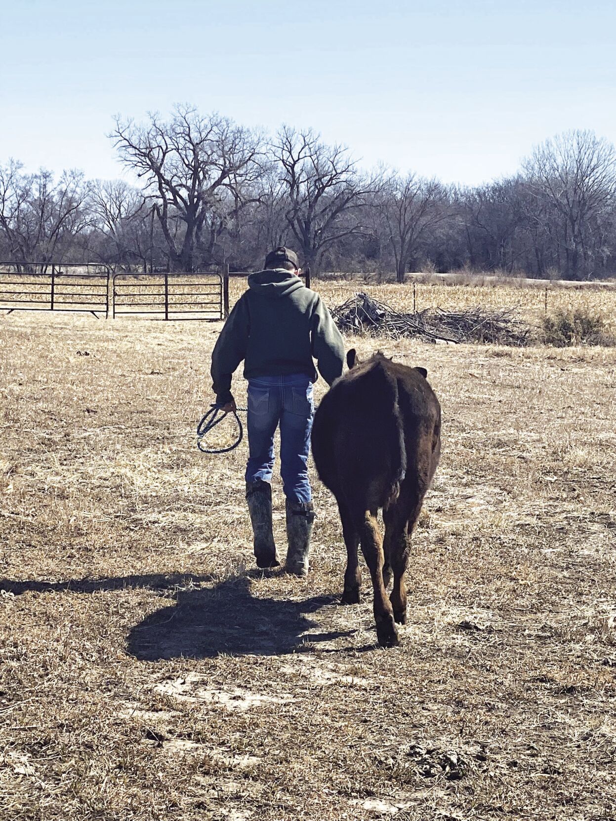 boy walking cow