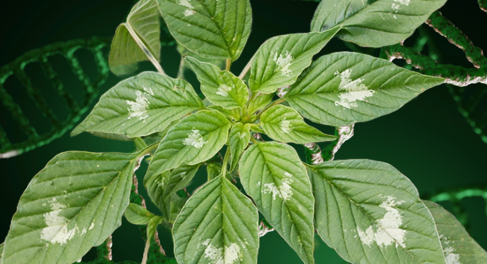 Palmer Amaranth
