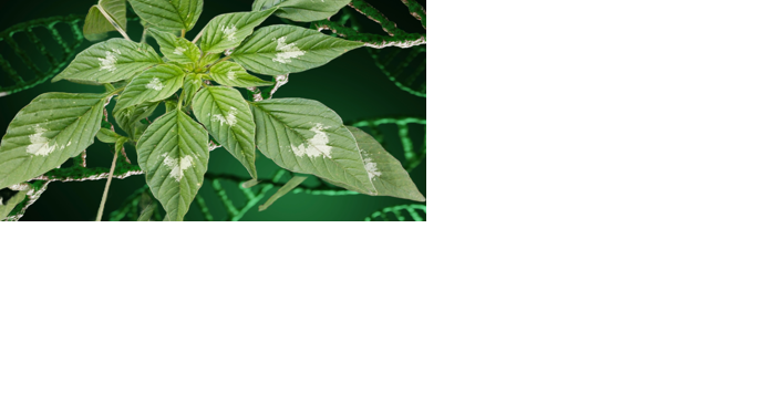 Palmer Amaranth