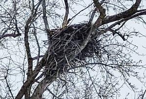 Bald eagle nest