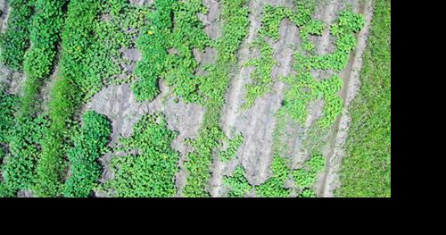 Sweetpotato clones developed - Vimarsana News