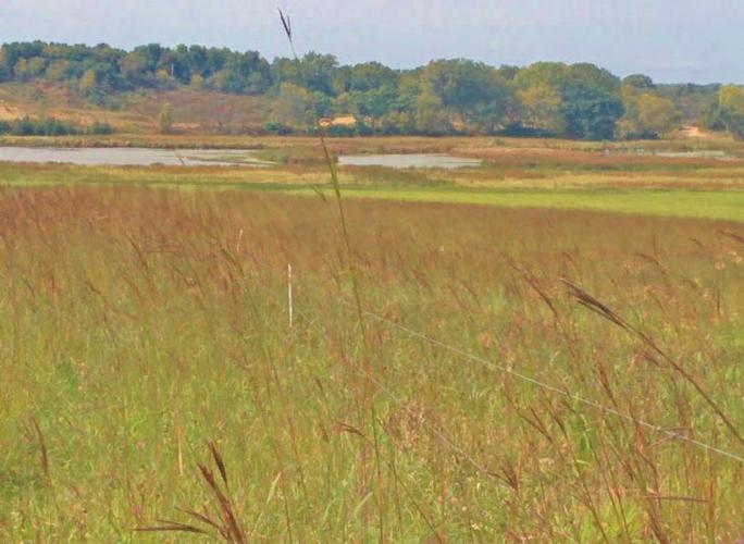 Wetlands restoration