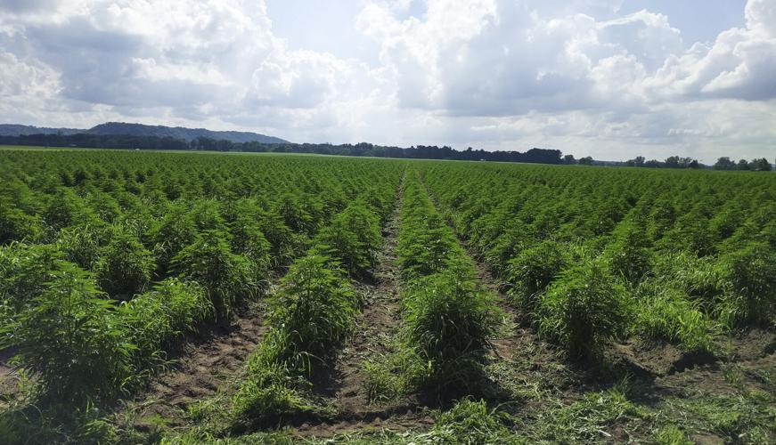 Field production of hemp, August