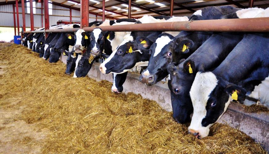Dairy cows at feed bunk