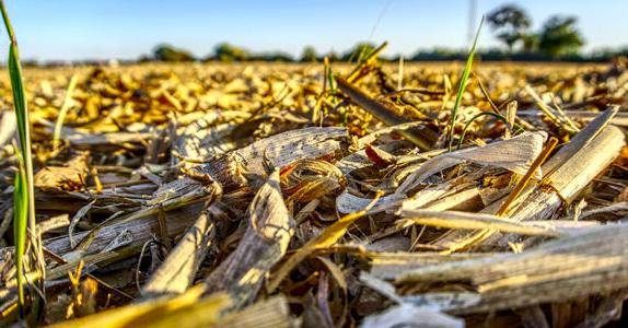 Grazing corn residue