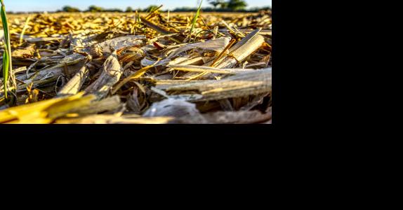 Grazing corn residue