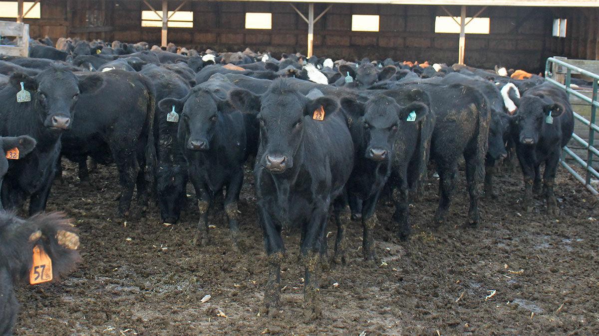 Beef feedlot