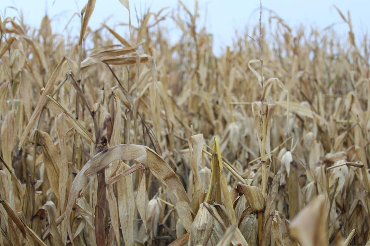 Snapped Corn