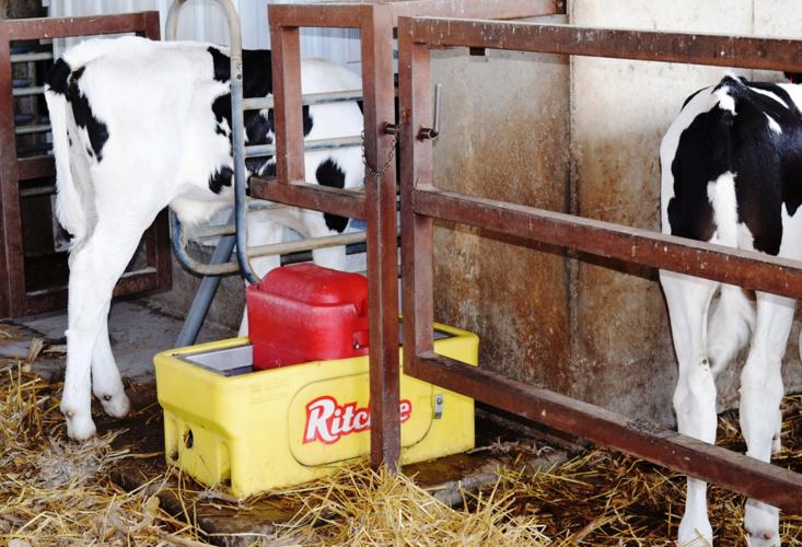 Calves at feeding stations