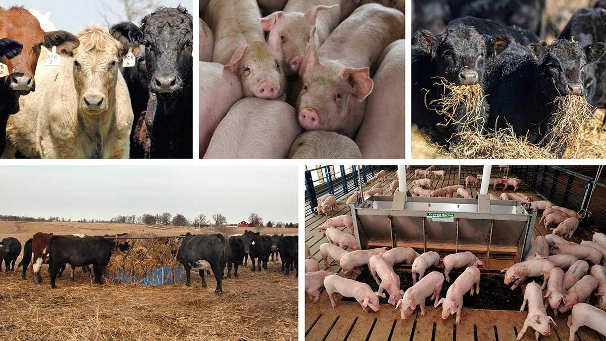 Livestock outlook composite 5 photos