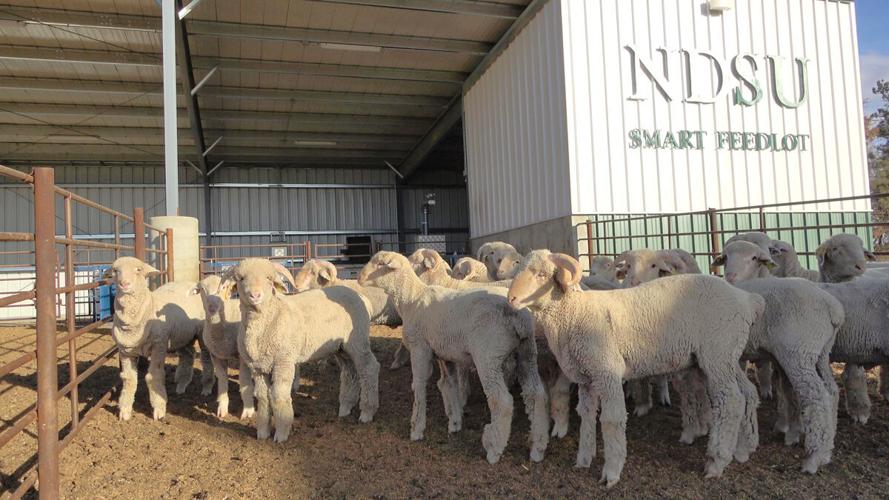 Dakota Ram test at NDSU Smart Feedlot
